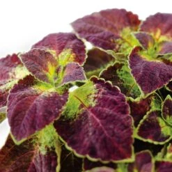 ColorBlaze® Dipt In Wine Coleus Plant