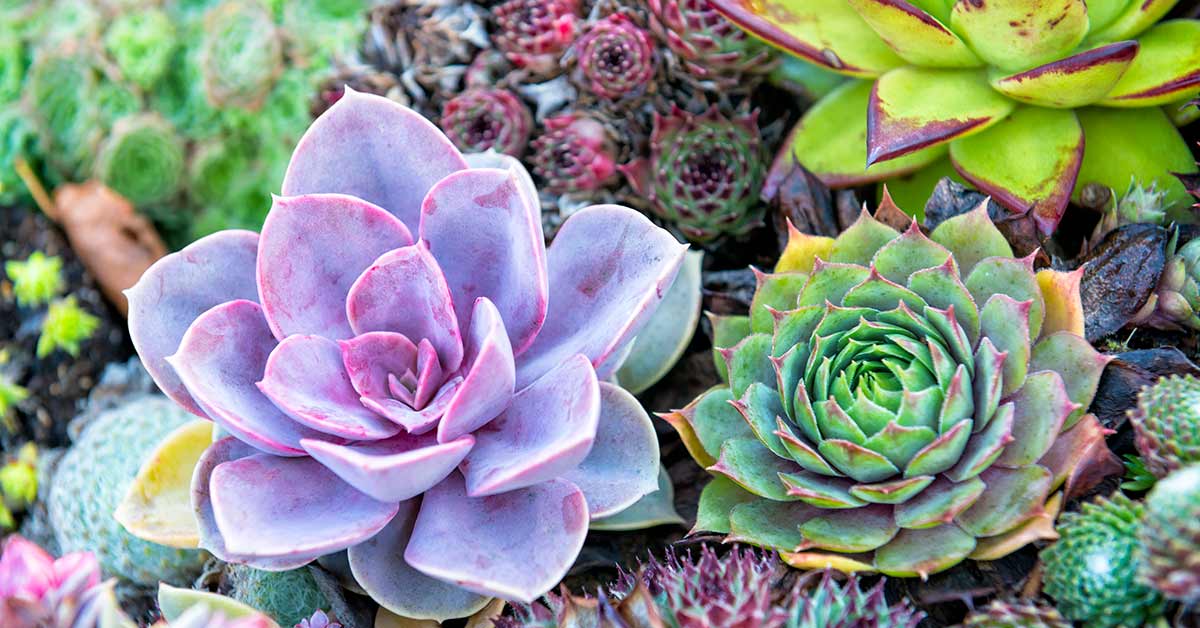 Annual Plants Popular Shop -Annual Plants Popular Shop colorful succulents h