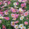 Comet Pink Argyranthemum 1 Comet Pink Argyranthemum -Annual Plants Popular Shop comet pink argyranthemum plant 1013 detail