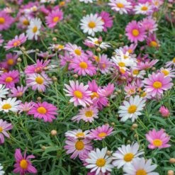 Comet Pink Argyranthemum