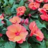 SunPatiens® Compact Hot Coral Impatiens Plant -Annual Plants Popular Shop compact hot coral sunpatiens plants 1256 detail