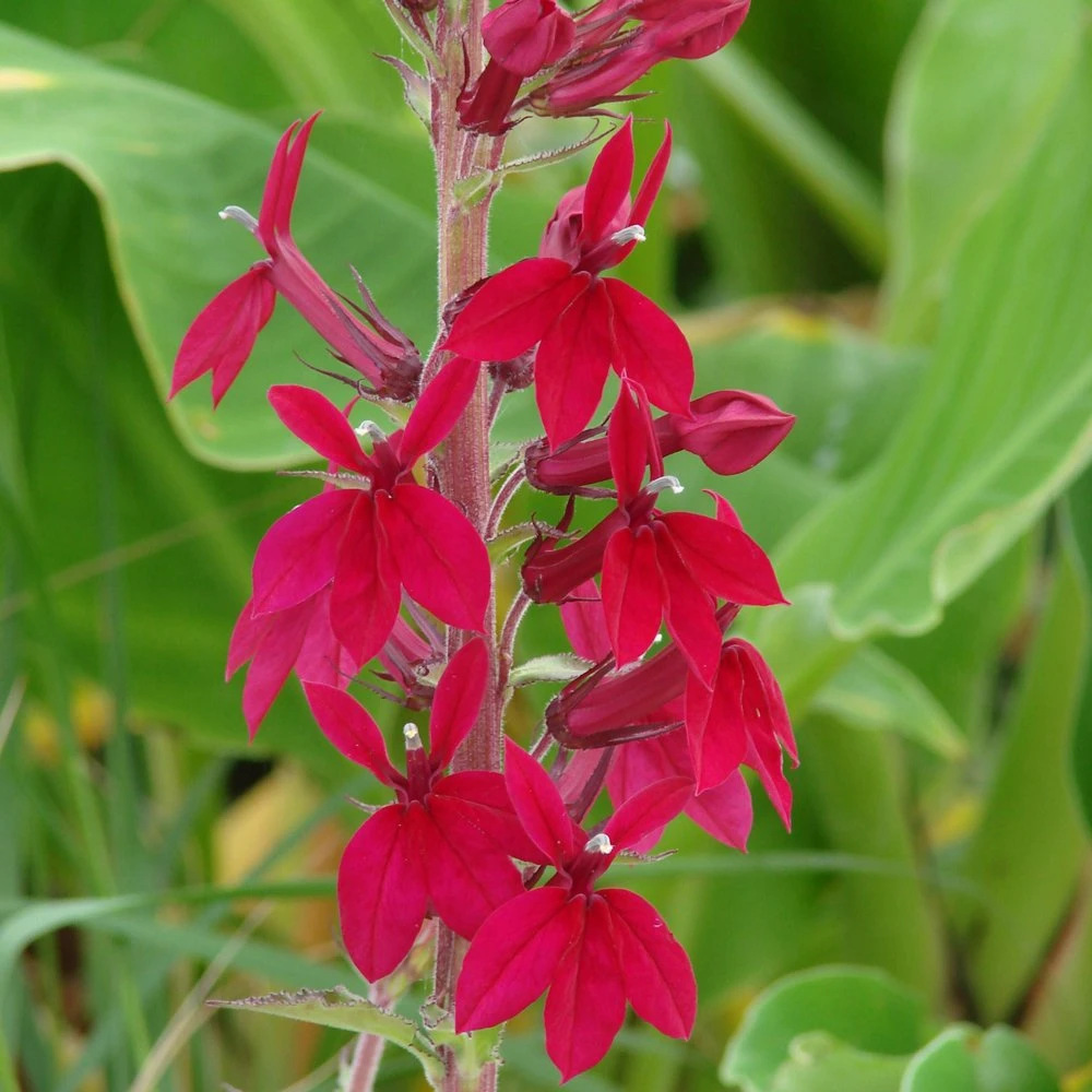 Compliment Deep Red Lobelia 3 Compliment Deep Red Lobelia