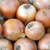 Copra Onion 1 Copra Onion -Annual Plants Popular Shop copra plant M