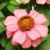 Zahara Coral Rose Zinnia 2 Zahara Coral Rose Zinnia -Annual Plants Popular Shop coral rose zahara zinnia plant 960 detail