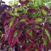 Cracklin Rosie Coleus Plant -Annual Plants Popular Shop cracklin rosie coleus plant 1051 detail