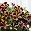 Crazytunia® Pulse Petunia Plant -Annual Plants Popular Shop crazytunia pulse petunia 1401 detail