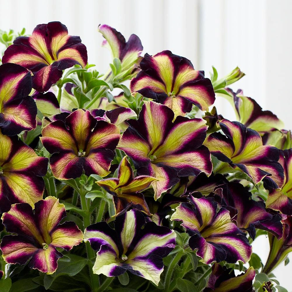 Crazytunia® Pulse Petunia Plant 3 Crazytunia® Pulse Petunia Plant