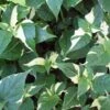 Creme De Menthe Alternanthera Plant 1 Creme De Menthe Alternanthera Plant -Annual Plants Popular Shop creme de menthe alternanthera 898 detail