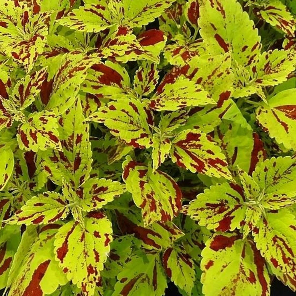 Curly Speckled Coleus Plant 3 Curly Speckled Coleus Plant