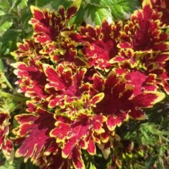 Curly Hot Pink And Green Coleus Plant