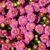 Dainty Pink Igloo Perennial Mum Plant -Annual Plants Popular Shop dainty pink igloo perennial mum 796 general