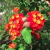 Dallas Red Lantana Plant 2 Dallas Red Lantana Plant -Annual Plants Popular Shop dallas red lantana plant 1687 detail