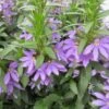 Dark Blue Bombay Scaevola 2 Dark Blue Bombay Scaevola -Annual Plants Popular Shop dark blue bombay scaevola 2087 detail