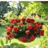 Great Balls Of Fire™ Dark Red Ivy Geranium Plant 2 Great Balls Of Fire™ Dark Red Ivy Geranium Plant -Annual Plants Popular Shop dark red ivy geranium 1183 detail