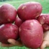 Dark Red Norland Potato -Annual Plants Popular Shop dark red norland potato plant 374 detail