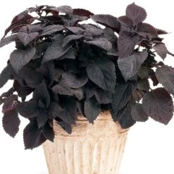Dark Star Coleus Plant