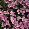 Darla Light Pink Diascia Plant -Annual Plants Popular Shop darla light pink diascia plant 1260 detail