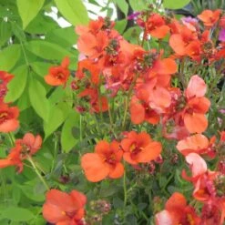 Darla Orange Diascia Plant