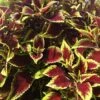 Defiance Coleus Plant -Annual Plants Popular Shop defiance coleus plant 872 detail