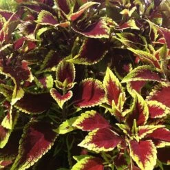 Defiance Coleus Plant