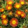 Wheels Of Wonder® Fire Wonder Delosperma (Ice Plant)
