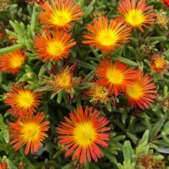 Wheels Of Wonder® Fire Wonder Delosperma (Ice Plant)