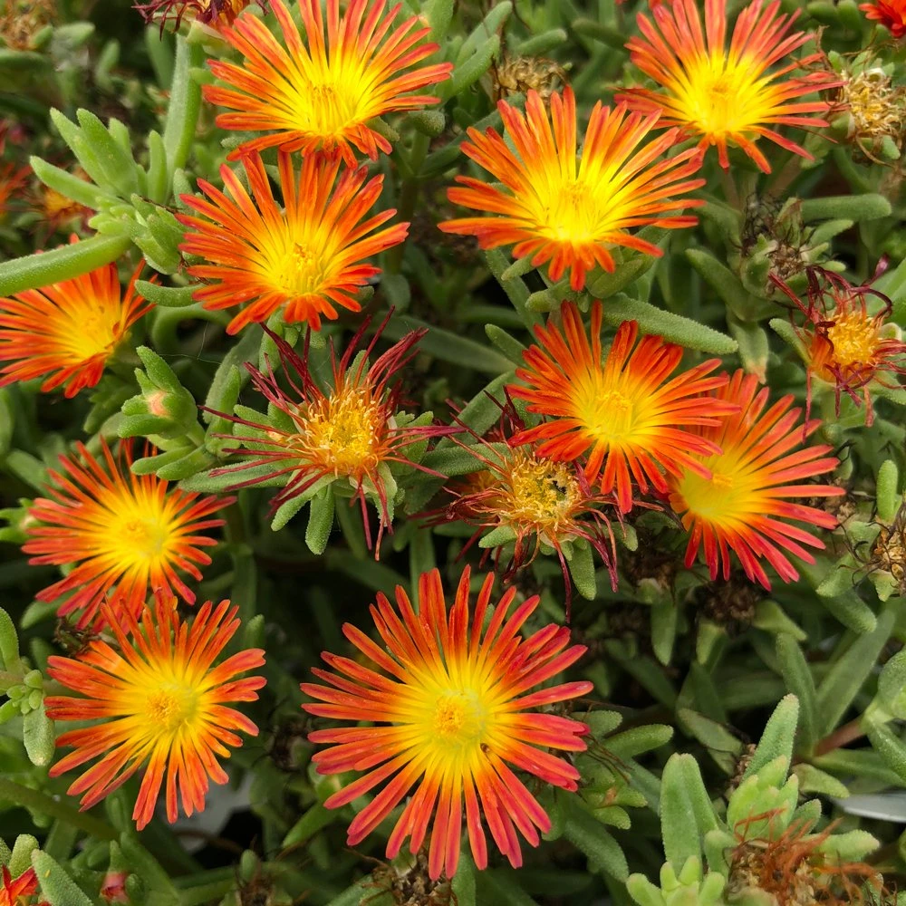 Wheels Of Wonder® Fire Wonder Delosperma (Ice Plant) 2 Wheels Of Wonder® Fire Wonder Delosperma (Ice Plant)