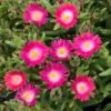 Jewel Of Desert Amethyst Delosperma (Ice Plant) -Annual Plants Popular Shop delosperma jewel of desert amethyst ice plant 1890 detail