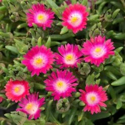 Jewel Of Desert Amethyst Delosperma (Ice Plant)