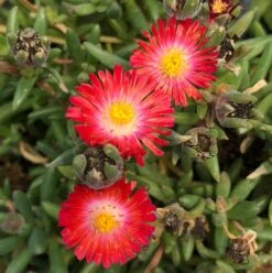 Jewel Of Desert Grenade Delosperma (Ice Plant)