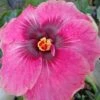 Delta Rose Cajun Hibiscus -Annual Plants Popular Shop delta rose cajun hibiscus plant 979 detail