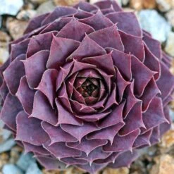 Desert Bloom Sempervivum (Hens And Chicks)