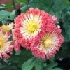 Dolliette Perennial Mum Plant 2 Dolliette Perennial Mum Plant -Annual Plants Popular Shop dolliette perennial mum plant 1676 detail