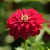 Zahara Double Cherry Zinnia -Annual Plants Popular Shop double cherry zahara zinnia 13 detail