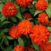 Zahara Double Fire Zinnia -Annual Plants Popular Shop double fire zahara zinnia 1181 detail