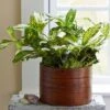 Dracaena Florida Beauty -Annual Plants Popular Shop dracaena florida beauty plant 1779 detail