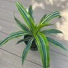 Lemon Surprise Dracaena