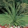 Indivisa Spikes Dracaena Plant -Annual Plants Popular Shop dracena indivisa plant 699 detail