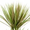 Marginata BiColor Spikes Dracaena Plant 1 Marginata BiColor Spikes Dracaena Plant -Annual Plants Popular Shop dracena marginata bicolor plant 331 detail