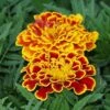 Durango® Bee Marigold -Annual Plants Popular Shop durango bee marigold plant 420 detail