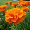 Durango® Tangerine Marigold 2 Durango® Tangerine Marigold -Annual Plants Popular Shop durango tangerine marigold plant 2003 detail