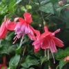 Dusky Rose Fuchsia Plant 2 Dusky Rose Fuchsia Plant -Annual Plants Popular Shop dusky rose fuchsia plant 2082 detail