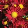 Edana Red™ Yoder Garden Mum Plant -Annual Plants Popular Shop edana red yoder garden mum plant 834 detail