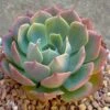 Elegans Echeveria 2 Elegans Echeveria -Annual Plants Popular Shop elegans echeveria plant 865 detail