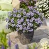 Empress™ Flair Blue Charme Verbena Plant -Annual Plants Popular Shop empress flair blue charme verbena plant 411 detail
