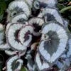 Escargot Rex Begonia Plant -Annual Plants Popular Shop escargot rex begonia plant 1507 detail