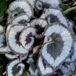 Escargot Rex Begonia Plant