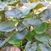 Eye Royal Hawaiian Colocasia -Annual Plants Popular Shop eye royal hawaiian colocasia 1791 detail