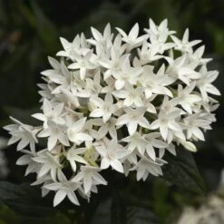 Falling Star™ White Pentas