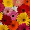 Festival Growers Mix Gerbera -Annual Plants Popular Shop festival growers mix gerbera 1793 detail